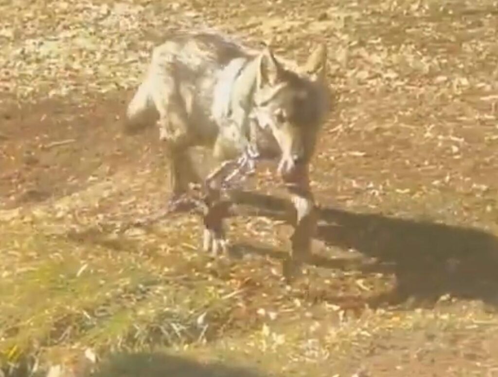 Van’da kurdu zincirle bağlayan şahsa para cezası