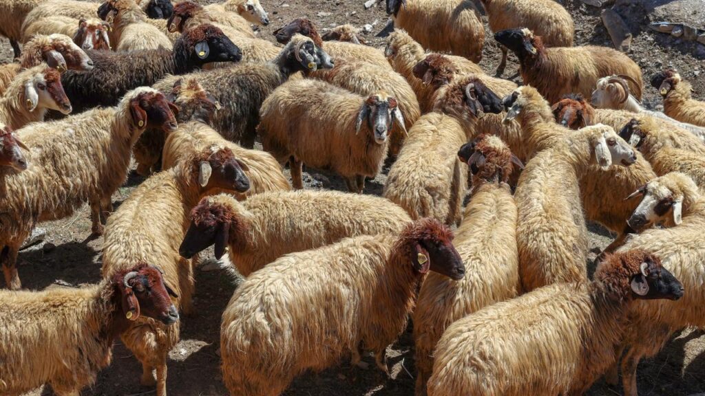 Van Yüzüncü Yıl Üniversitesi koyun satıyor