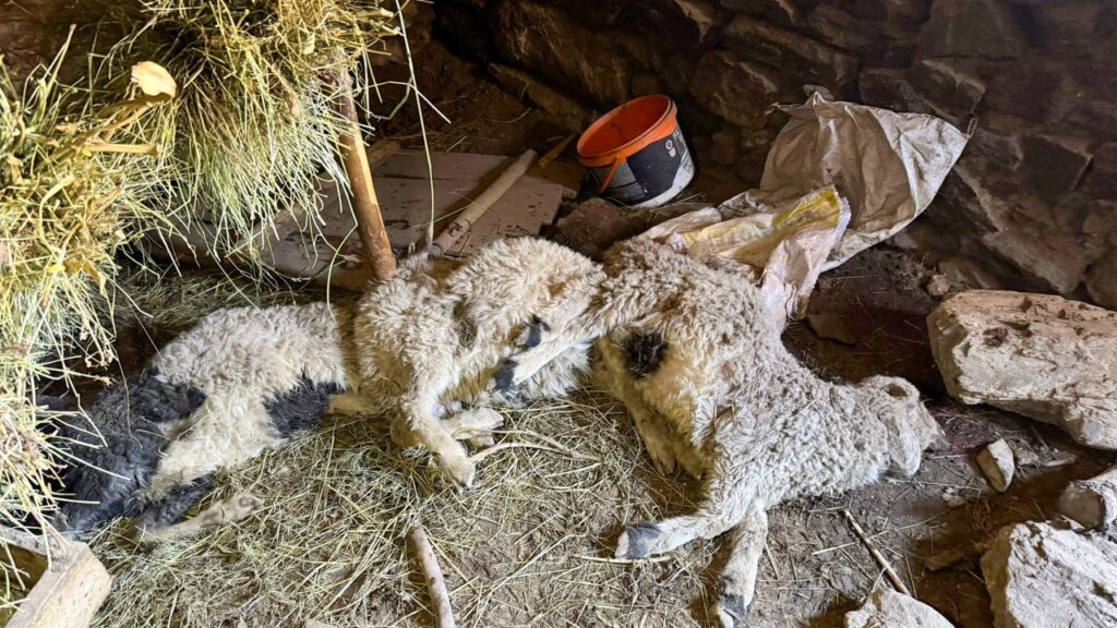 Van’da Ahır Çöktü: 50 Kuzu Göçük Altında Kaldı