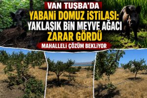 Van Tuşba’da Yabani Domuz İstilası